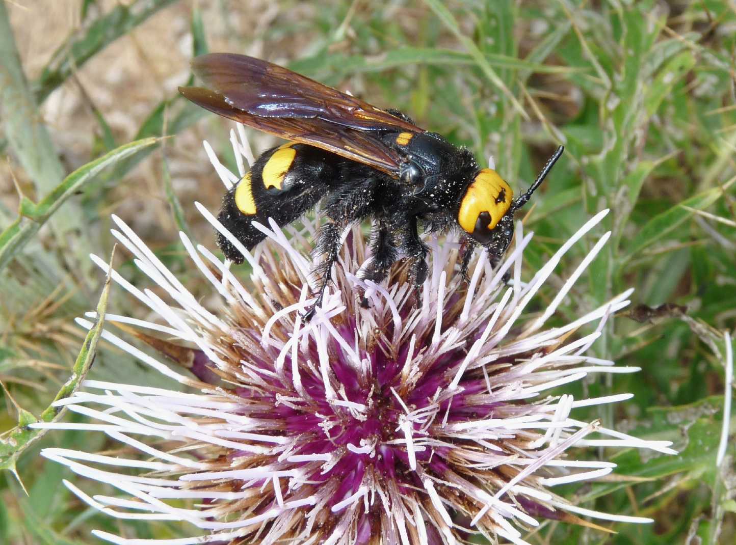 Megascolia maculata flavifrons